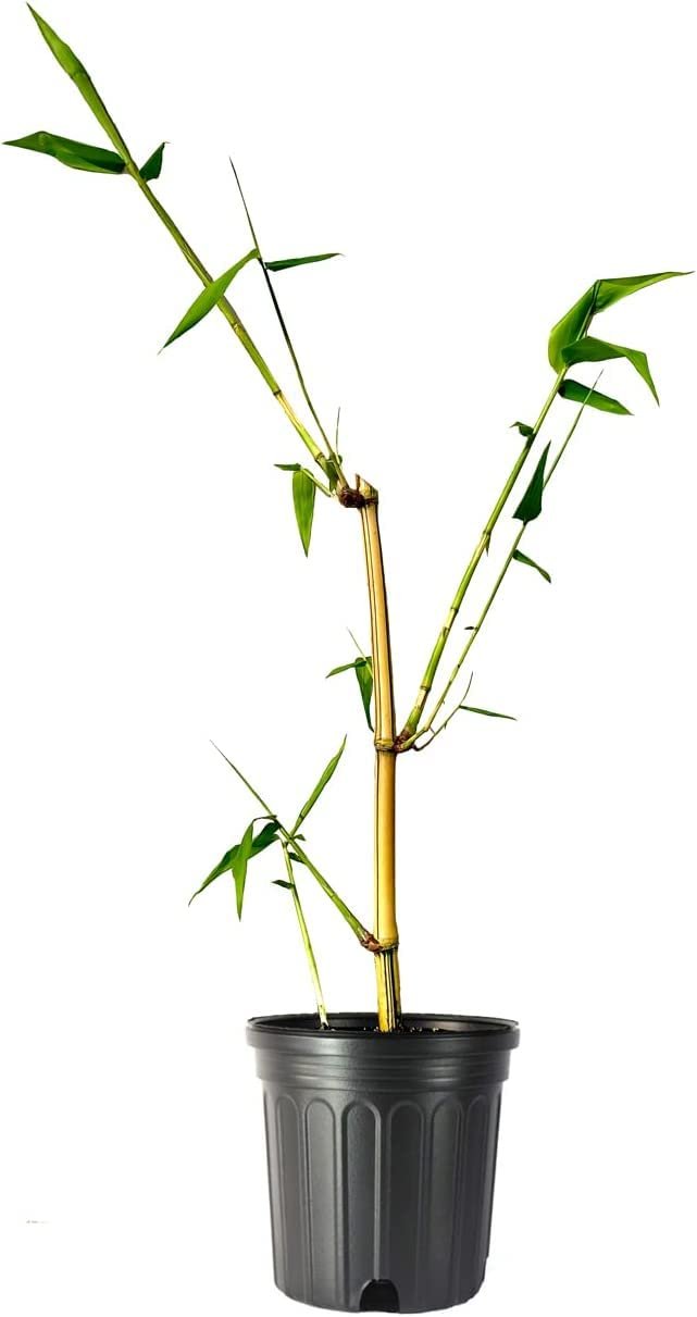 Bambusa Vulgaris Vittata | Live Plant | Golden Hawaiian Bamboo | Beautiful Rare Unique Specimen | Non-Invasive Clumping Bamboo Privacy Screen