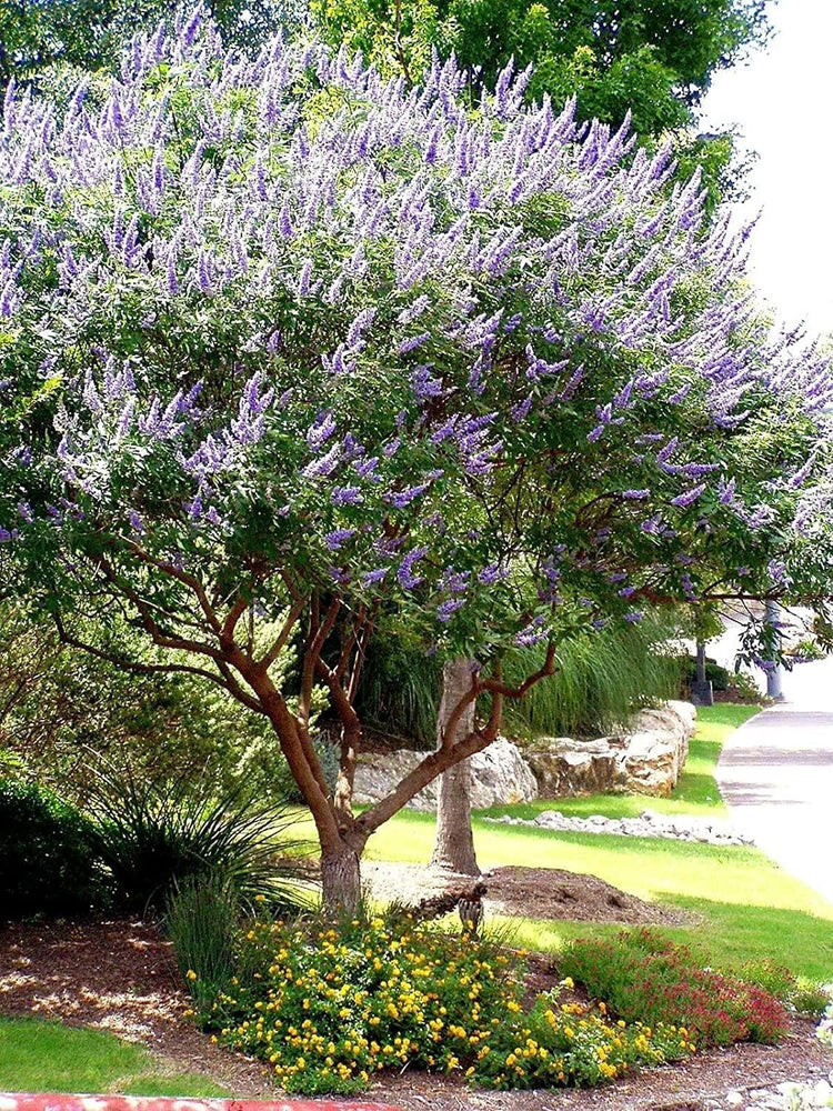 Chaste Tree | Live Seedlings | Texas Lilac Shoal Creek Vitex | Agnus Castus | Purple Flowering Lilac Shrub