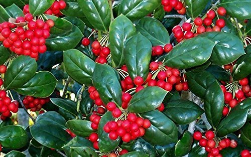 Dwarf Burford Holly Ilex - Live Plants - Burfordi Evergreen Hedge Shrub