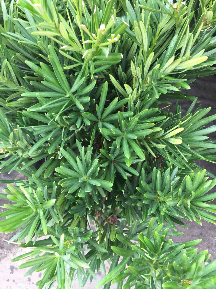 Podocarpus Pringles | Extra Large Gallon Plant | Podocarpus Macrophyllus 'Pringles' | Ideal for Hedges | Low Maintenance Shrub