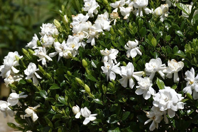 Gardenia Veitchii | Extra Large 3 Gallon Plants | Gardenia jasminoides 'Veitchii' | Fragrant Blooms | Lush Foliage