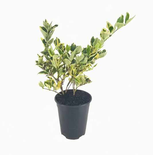 Ligustrum Japonicum Jack Frost Privet - Live Quart Size Plants - Variegated Evergreen Formal Hedge