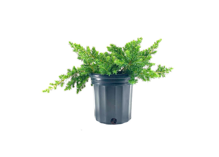 Blue Pacific Shore Juniper | Live Gallon Size Plants | Juniperus Conferta | Evergreen Cold Hardy Drought Tolerant Groundcover