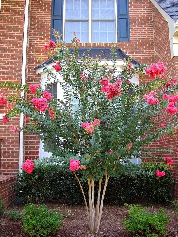 Crape Myrtle Tuscarora | Live Plants | Lagerstroemia Indica | Vibrant Red Flowers | Fast-Growing Ornamental Shrub | Drought-Tolerant | Garden Beauty