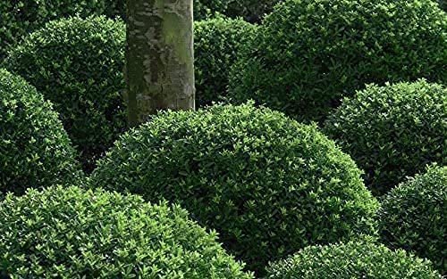 Japanese Holly | Large Gallon Size Plants | Ilex Compacta Crenata | Low Maintenance Evergreen Foundation Shrub