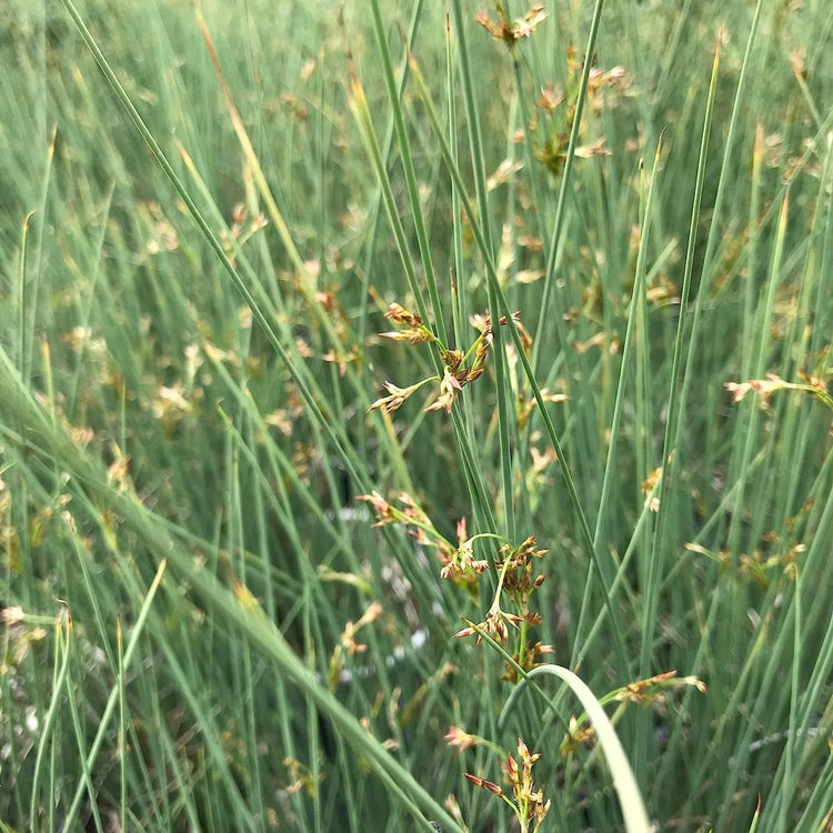 Blue Arrows Rush Grass | Live Gallon Size Plants | Juncus Inflexus | Drought Tolerant Low Maintenance Ornamental