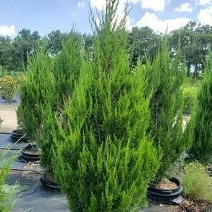 Hillspire Juniper | Live Plants | Stunning Evergreen for Ornamental Landscaping | Privacy Screen or Windbreak, Drought Resistant