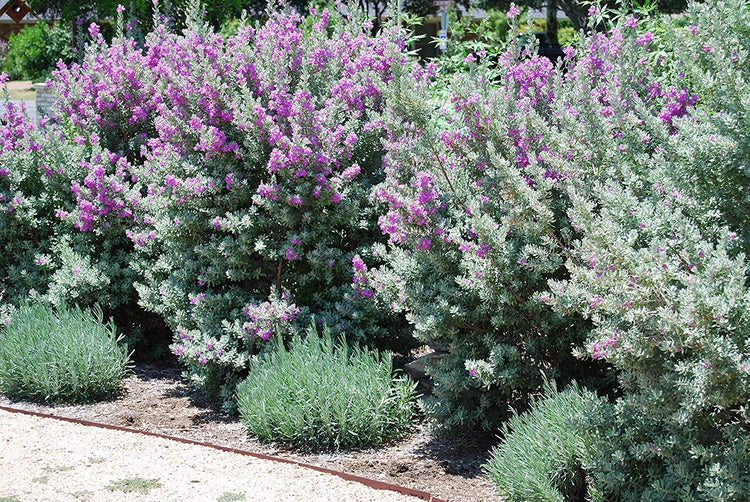 Texas Sage - Live Plants - Leucophyllum Frutescens - Low Maintenance Drought Tolerant Flowering Shrub