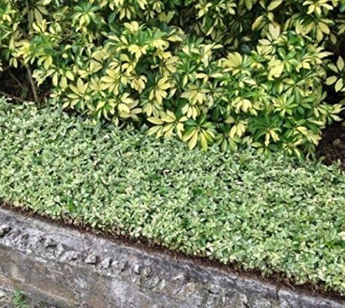 Jasmine Asiatic Variegated Plants | Live 4 Inch Pots | Trachelospermum Asiaticum 'Variegata' | Fragrant Ground Cover | Evergreen Vine