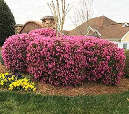 Loropetalum Daruma Dwarf Ruby | Extra Large Gallon Plants | Loropetalum Chinense | Vibrant Foliage | Easy Care