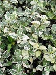 Jasmine Asiatic Variegated Plants | Live Inch Pots | Trachelospermum Asiaticum 'Variegata' | Fragrant Ground Cover | Evergreen Vine