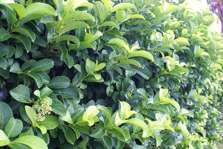 Sweet Viburnum Odoratissimum - Live Plants - Evergreen Privacy Hedge