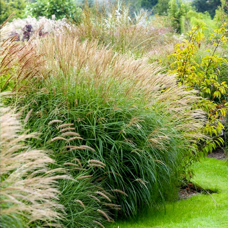 Adagio Maiden Grass | Live Quart Sized Plant | Miscanthus Sinensis | Fast Growing Cold Hardy Ornamental Plants