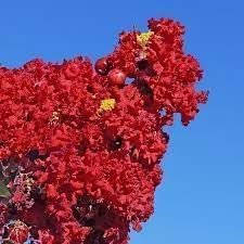 Crape Myrtle Red Rocket | Live Plants | Vivid Scarlet Blooms, Live Plant, Striking Ornamental Shrub for Vibrant Garden Displays