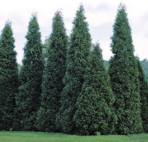 Thuja Green Giant Arborvitae - Live Trees 2" Pot Size - Evergreen Privacy Plants