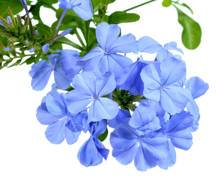 Plumbago Imperial Blue | Extra Large Gallon Plants | Plumbago auriculata | Flowering Shrub | Drought Tolerant