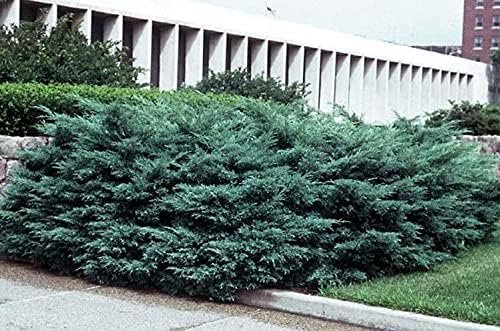 Blue Pfitzer Juniper | Live 4 Inch Pots | Juniperus Chinensis | Drought Tolerant Cold Hardy Evergreen Groundcover Plants