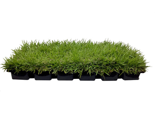 Florida Foliage Zoysia Sod Plugs - Large 3" x 3" Plugs - Count Tray - Drought, Salt & Shade Tolerant Turf Grass