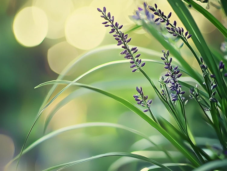 Big Blue Liriope Muscari - Live Inch Pot - Drought Tolerant Low Maintenance Evergreen Plants Grass Lilyturf