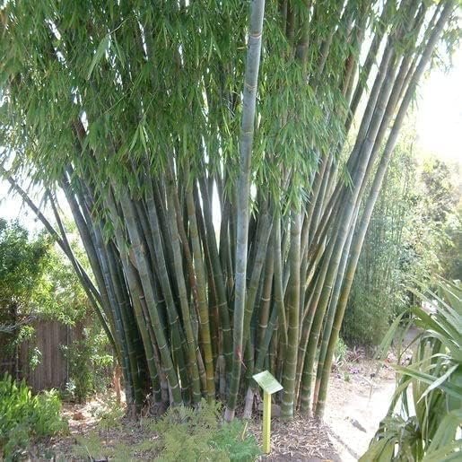 Oldhamii Bamboo | Live Plants | Bambusa Oldhamii | Privacy Screen Bamboo | Fast-Growing Garden Foliage | Tall Decorative Landscape Specimen