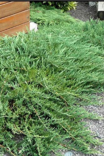 Green Sargent Juniper - Live Plants - Juniperus Chinensis - Drought Tolerant Cold Hardy Evergreen Ground Cover