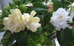 Gardenia Belmont | Extra Large Gallon Plants | Gardenia Augusta 'Belmont' | Lush Blooming | Evergreen Elegance