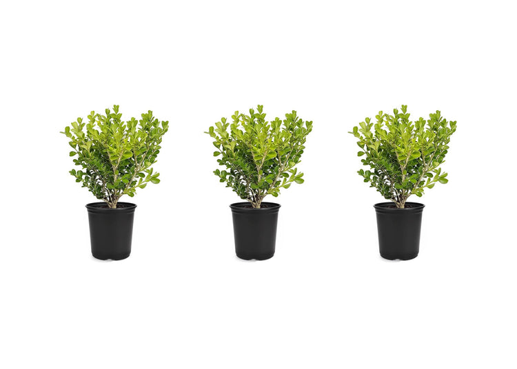 Japanese Boxwood | Live Inch Pots | Buxus Microphylla | Formal Evergreen Low Maintenance Hedge