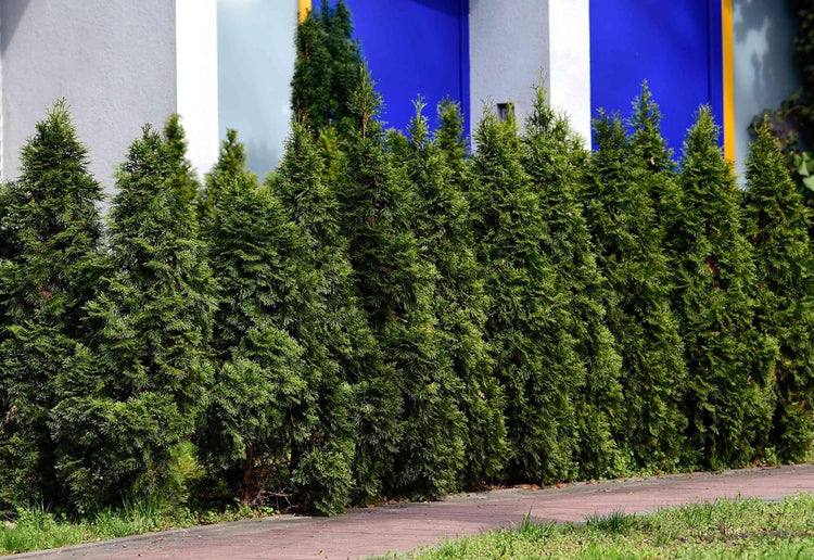 Blue Cone Arborvitae | 1 Extra Large 3 Gallon Plant | Elegant & Hardy Evergreen Shrub, Striking Blue Foliage, Ideal for Privacy Screens, Hedges, and Landscape Accents