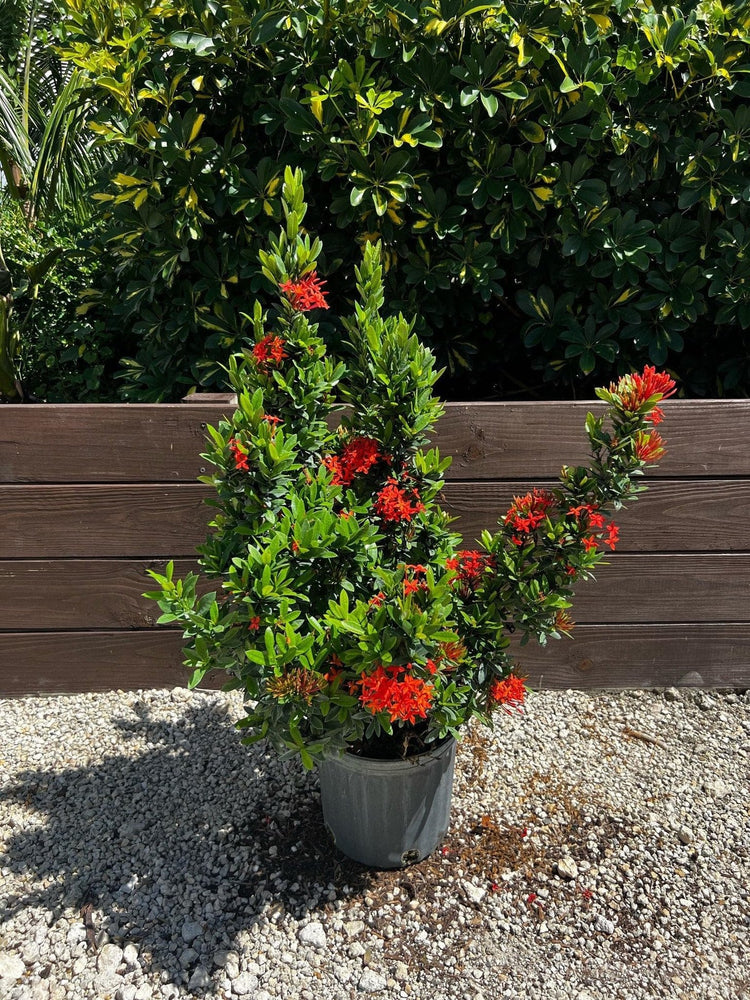 Ixora Taiwanese Red | Extra Large Gallon Plants | Ixora chinensis | Lush Tropical Bloomer | Vibrant Garden Addition