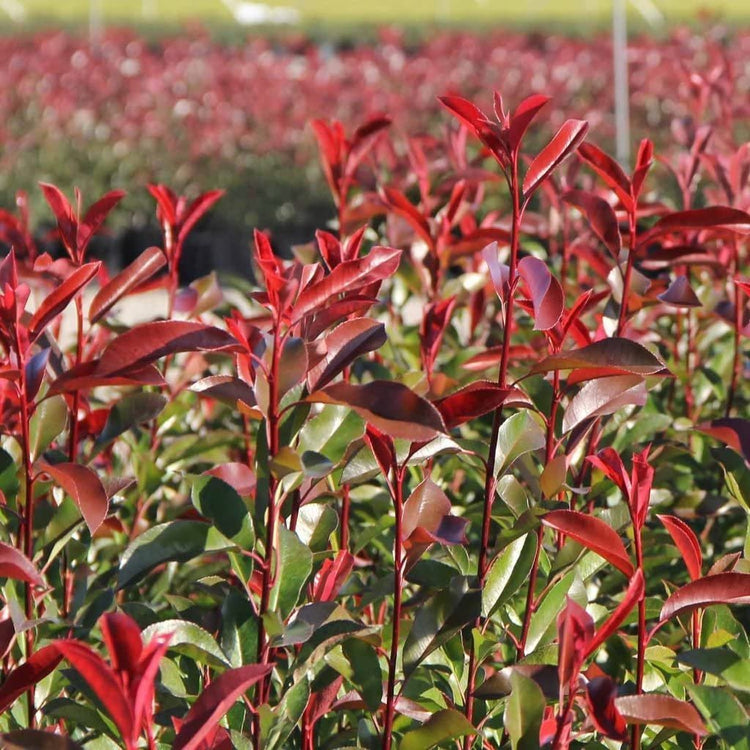 Photinia Red Tip | Extra Large Gallon Plants | Photinia x Fraseri | Evergreen Landscape Hedge Shrub