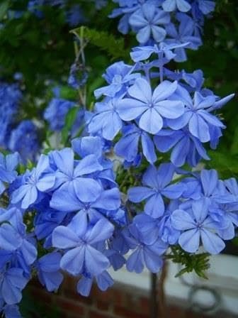 Plumbago Imperial Blue | Extra Large 3 Gallon Plants | Plumbago auriculata | Flowering Shrub | Drought Tolerant