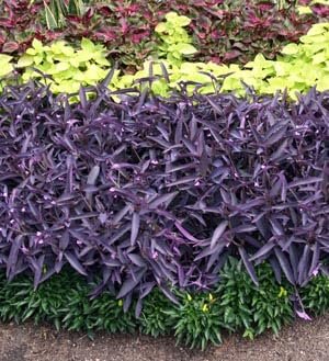 Purple Queen Tradescantia Setcresea I Live Plants I Spiderwort | Lush Magenta Foliage for Striking Garden Contrast, Ideal for Ground Cover, Borders, & Containers