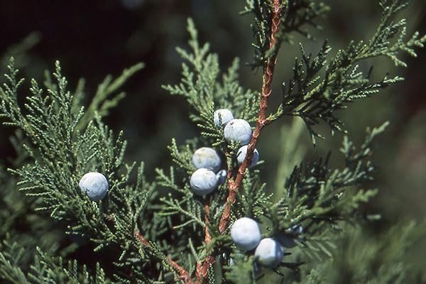 Keteleeri Juniper | Live Quart Size Plants | Stunning Evergreen for Year-Round Beauty, Excellent for Privacy Hedges, Windbreaks, and Ornamental Landscaping, Drought Tolerant