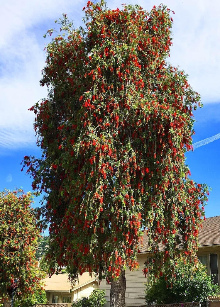 Bottlebrush Red Cluster Tree I Live Plants I Callistemon Citrinus Red Cluster I Vibrant Red Blooms, Fast-Growing, Drought-Tolerant Outdoor Plant, Ideal for Gardens (10 Plants)