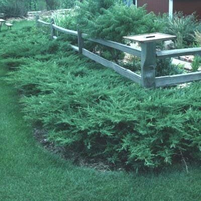 Kallay Juniper - Live Plants - Juniperus Chinensis - Drought Tolerant Cold Hardy Evergreen Ground Cover