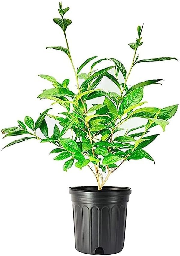 Tea Plant | Camellia Sinensis | Large Live Gallon Size Plants | Grow and Brew Your Own Black White Green and Oolong Tea