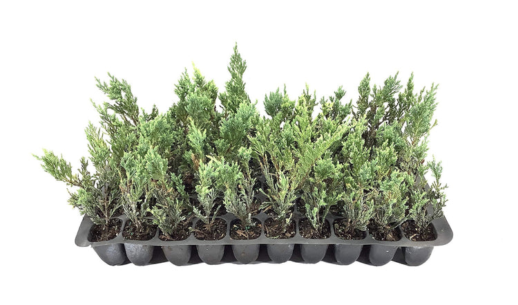 Hughes Juniper - Live Plants - Juniperus Horizontalis - Drought Tolerant Cold Hardy Evergreen Ground Cover