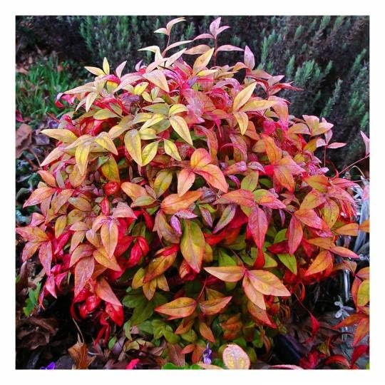 Nandina Firepower | Extra Large Gallon Plants | Nandina Domestica 'Firepower' | Vibrant Foliage All Year | Easy to Grow