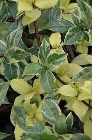 Variegated Confederate Jasmine | Extra Large 3 Gallon Plants | Trachelospermum jasminoides Variegata | Eye-Catching Climber | Perfect for Garden Walls and Trellises