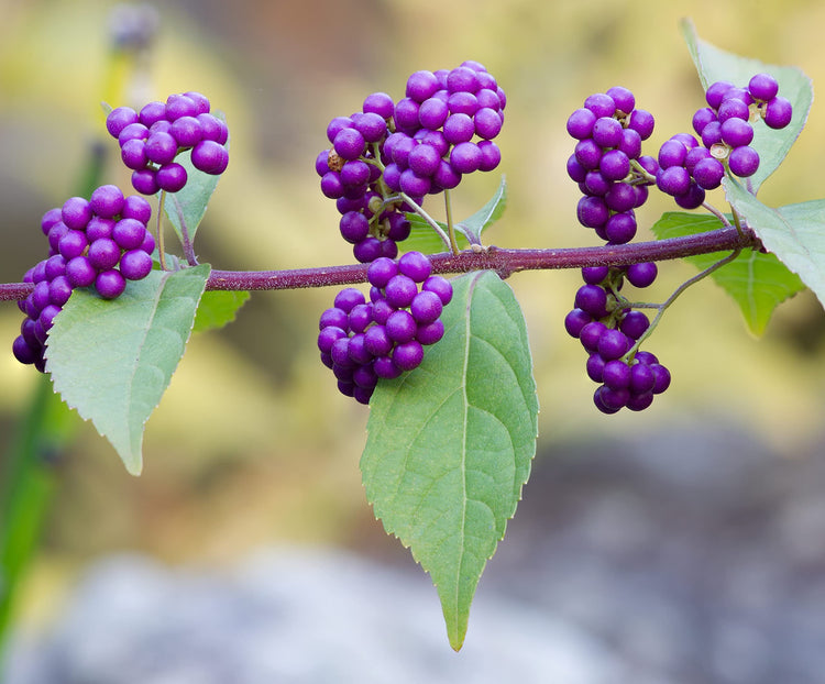 American Beautyberry | Live Plants | Callicarpa Americana | Bird Attracting Beautiful Berries and Foliage