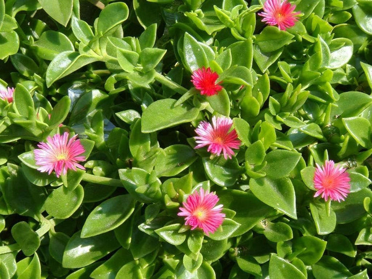 Baby Sun Rose | Live Plants | Aptenia Cordifolia | Ground Cover Succulent | Easy Care Indoor Outdoor