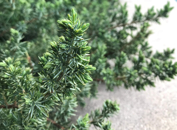 Blue Pacific Shore Juniper | Live Gallon Size Plants | Juniperus Conferta | Evergreen Cold Hardy Drought Tolerant Groundcover