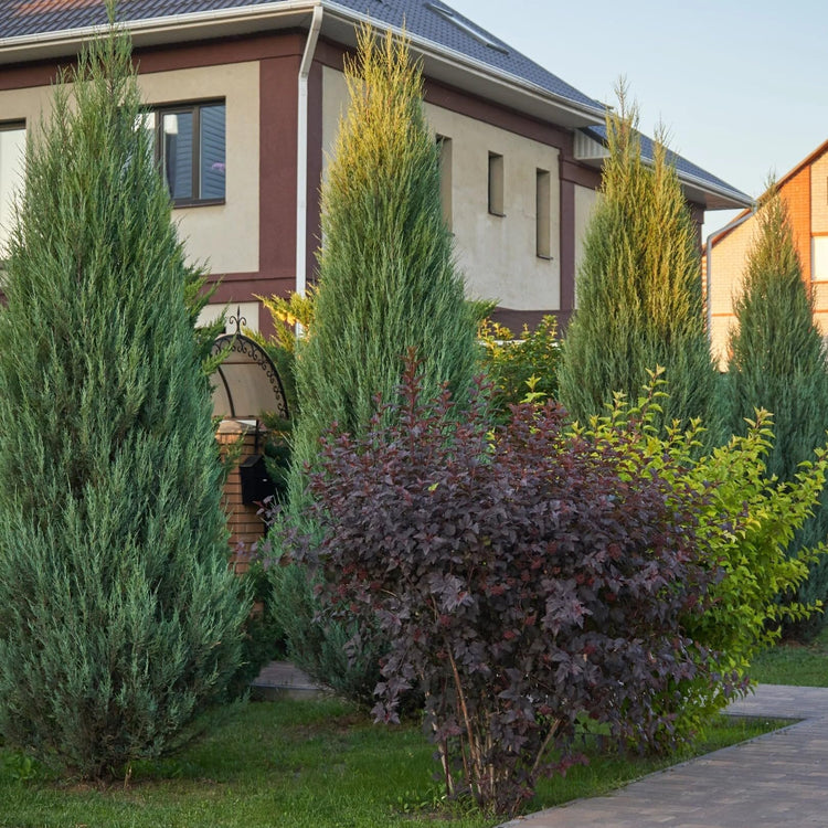 Blue Arrow Juniper | Extra Large Gallon Plant | Juniperus Scopulorum | Privacy Hedge | Upright Conifer | Durable Outdoor Plant | Landscape Enhancement