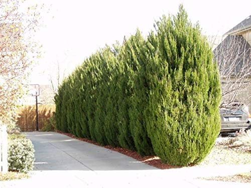 Spartan Juniper - Live Trees - Juniperus Chinensis