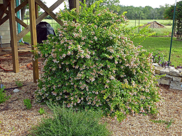 Abelia Grandiflora Edward Goucher - Live Plants - Flowering Deer Resistant Butterfly Attracting Shrub