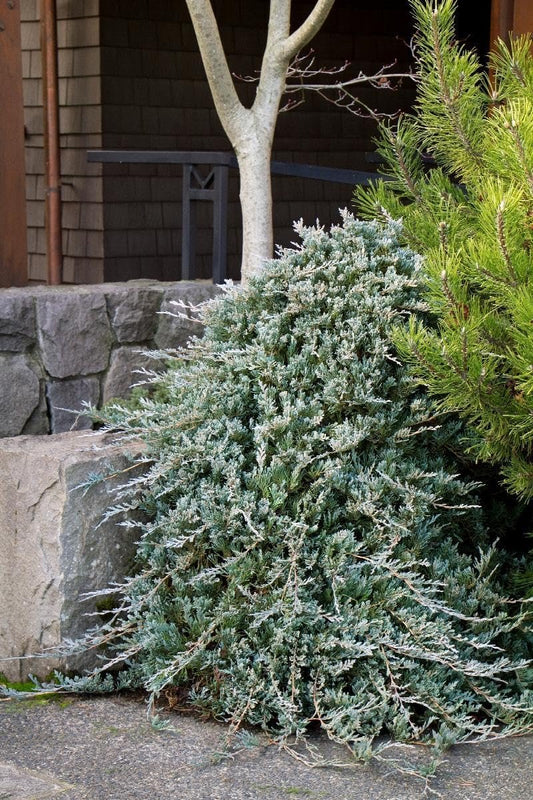 Blue Rug Juniper | Extra Large Gallon Plants | Live Ground Cover Evergreen Shrubs for Landscaping, Garden, Slope Control - Drought Tolerant, Low Maintenance