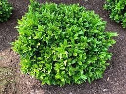 Carissa Holly I Large Gallon Size Plants I Ilex Cornuta I Live Dense Evergreen Shrub for Hedging, Borders, and Ornamental Landscaping, Glossy Leaves and Red Berries