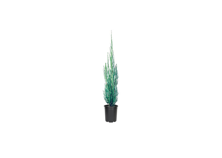 Skyrocket Juniper - Live Inch Pots - Juniperus Scopulorum - Formal Upright Evergreen Tree