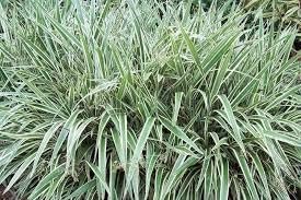 Flax Lily Dianella | Extra Large 3 Gallon Plants | Dianella tasmanica | Hardy Perennial | Shade Tolerant