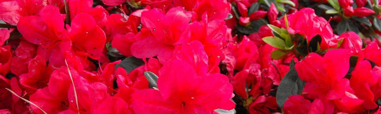 Azalea Coronado Red - Live Plants - Red Flowering Rhododendron Shrub